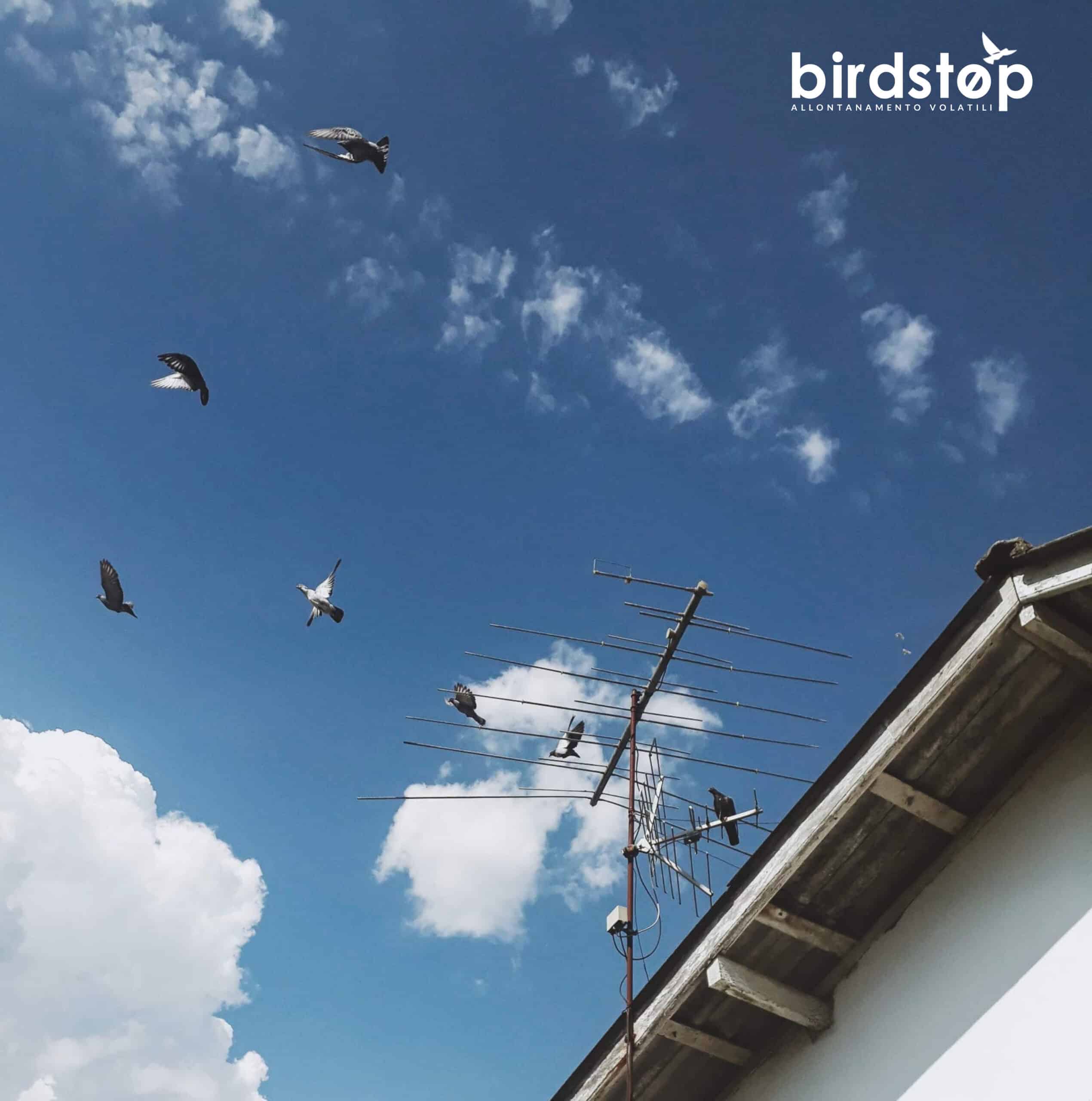Allontanamento piccioni e volatili bird control Azienda Allontanamento piccioni e volatili bird control