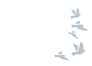 allontanamento volatili con falco