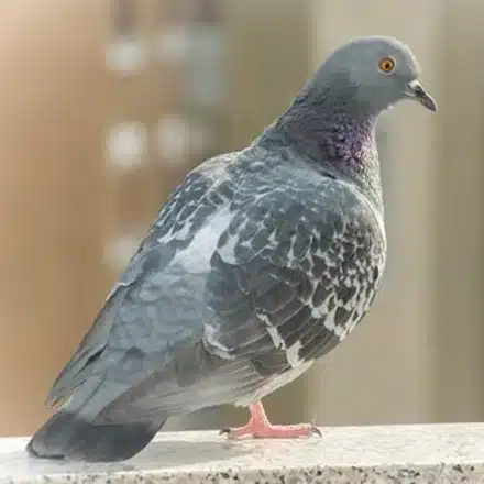 Colombo di citta, ritratto di profilo Piccione di città (Columba livia) di profilo su un davanzale in muratura