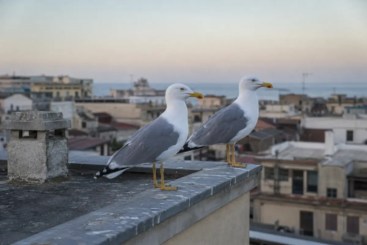 Due gabbiani reali posati sul coprimuro di un tetto piano in una citta costiera italiana