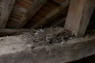 Nido di piccione abbandonato su una trave in un sottotetto polveroso