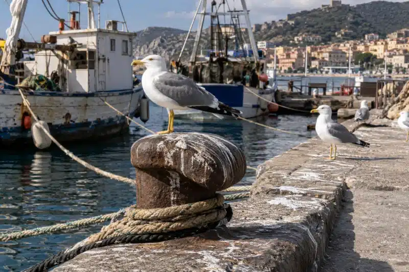 Gabbiani reali su una bitta con la cima d'ormeggio e sul bordo della banchina, con i pescherecci ormeggiati sullo sfondo
