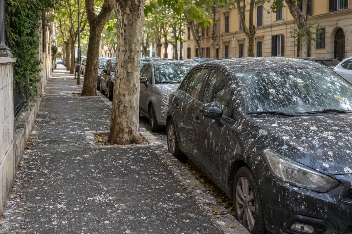 Marciapiede e auto parcheggiate sotto un filare di platani, con la pavimentazione e le carrozzerie coperte di chiazze biancastre di guano